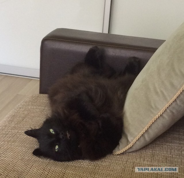 Котовторник наступил!:)
