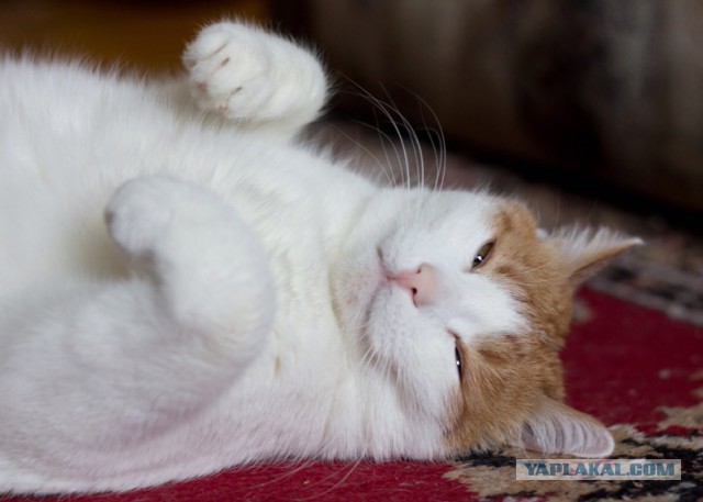 Котовторник 19.01.2016