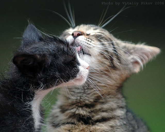 Коты, кошки, котята