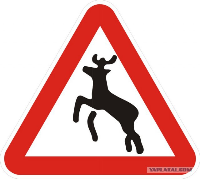 Олень за рулем