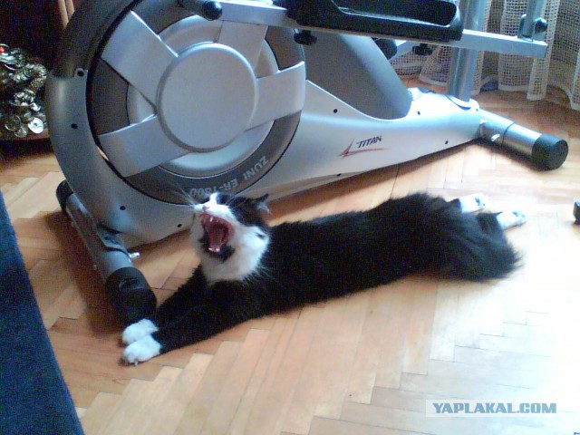 Котовторник 17.05.2016