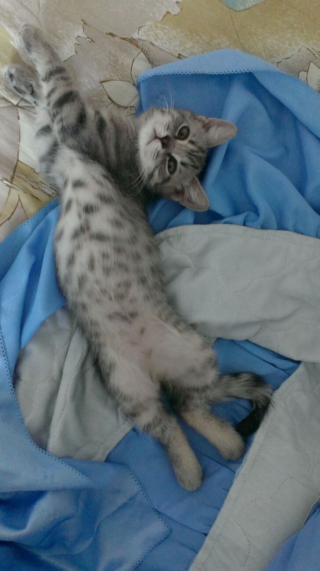 Кото-вторник 24 Мая 2016го :)