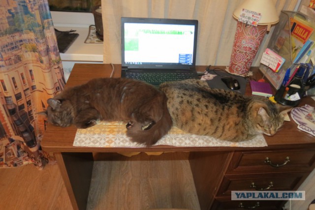 Котовторник 18.10.2016