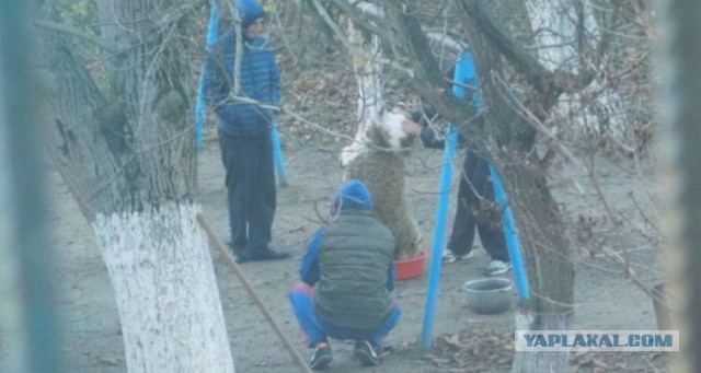 Скотобойня