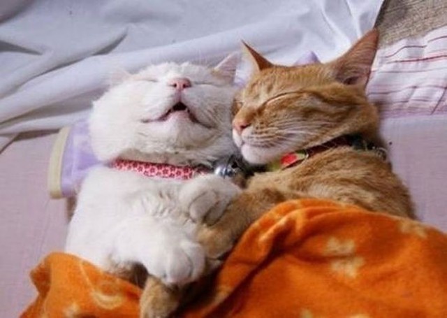 Коты из сети