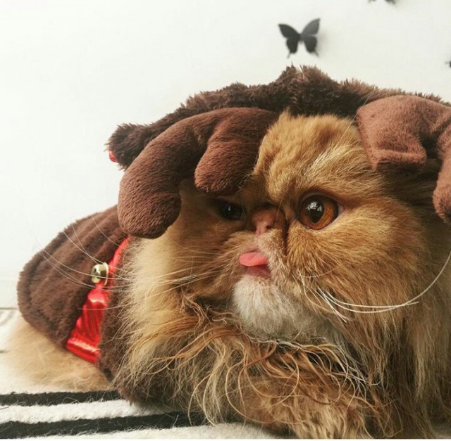 Коты из сети