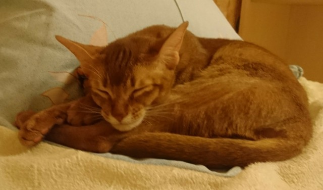 Котовторник 25.04.2017