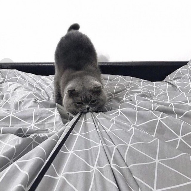 Коты и Кошки