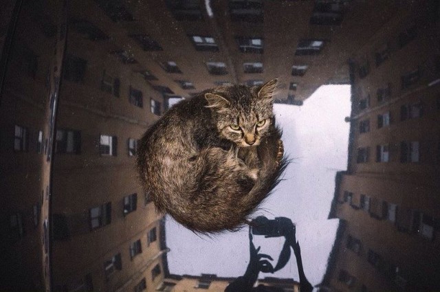 Коты и Кошки