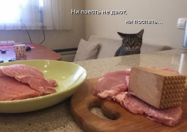 Коты и Кошки
