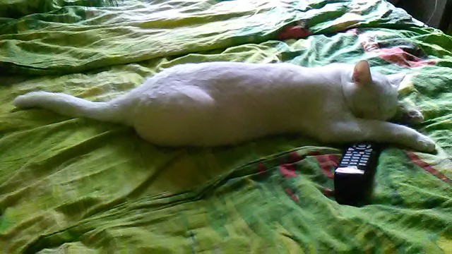 Котовторник 20.06.2017