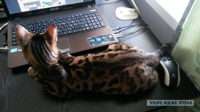 Коты пытаются разблокировать ноутбуки