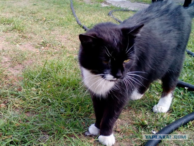 Котовторник 12.12.2017