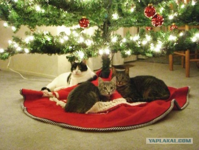 Котовторник!