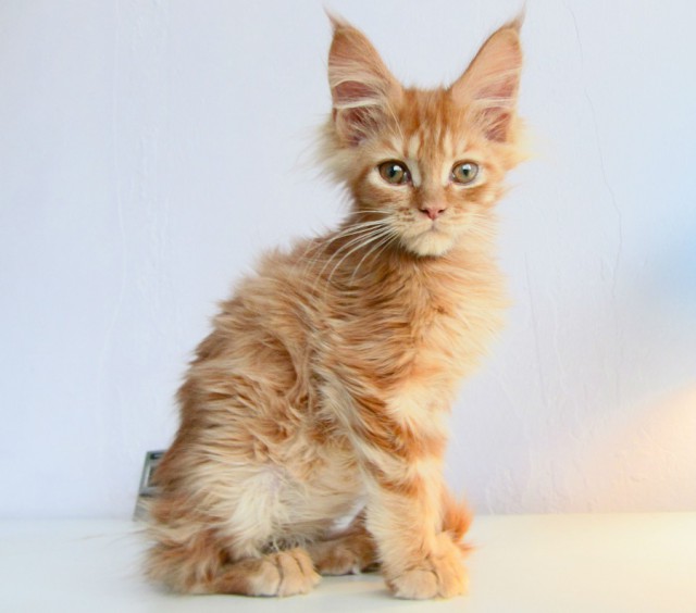 Котовторник 9.01.2018