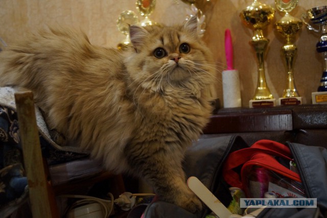 Котовторник 9.01.2018