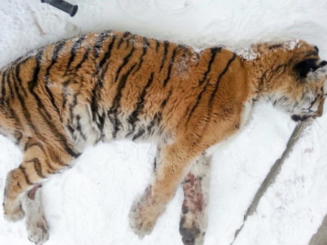 Хабаровчане обнаружили на веранде… неподвижную тигрицу! Она пришла просить о помощи