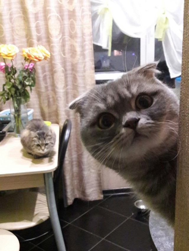 Фотобомбы котов