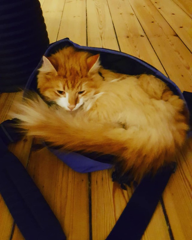 Котовторник 13.03.2018