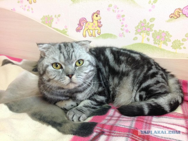 Котовторник  01.05.2018