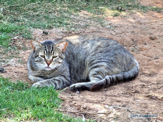 Котовторник на ЯПлакалъ!