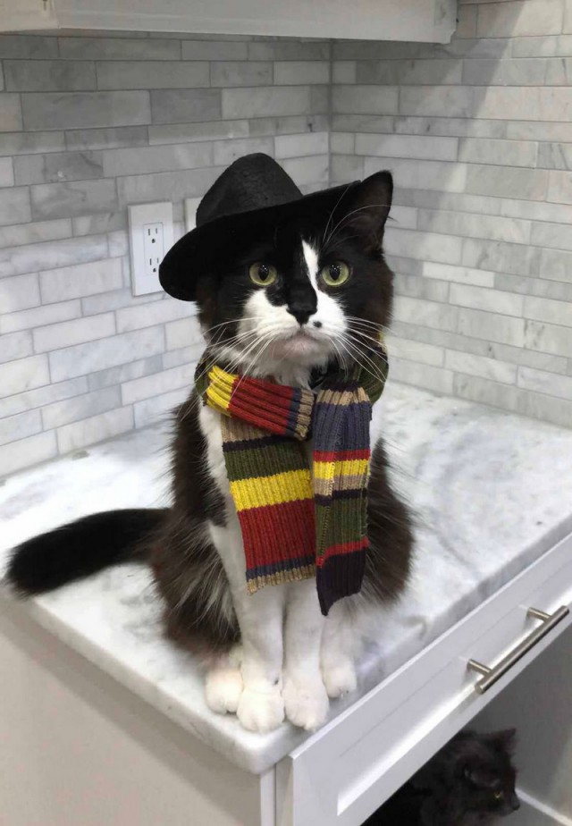 Прикольных котов пост