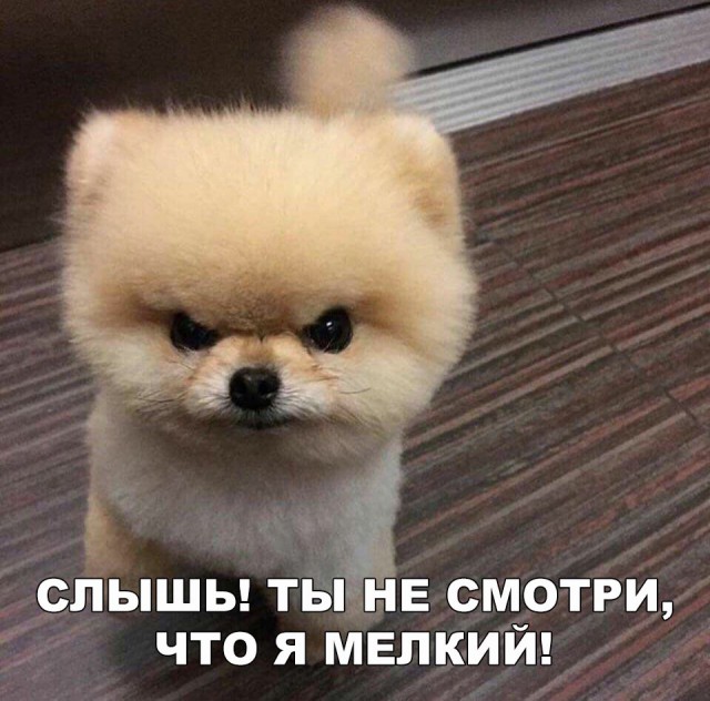 Живность из сети