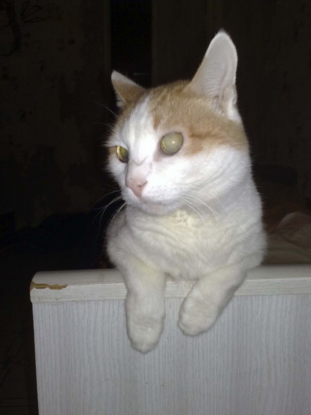 Котейкин вторник! Космический 12.04!