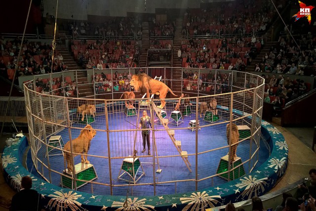 На Кубани во время циркового представления львица напала на 3-летнюю девочку