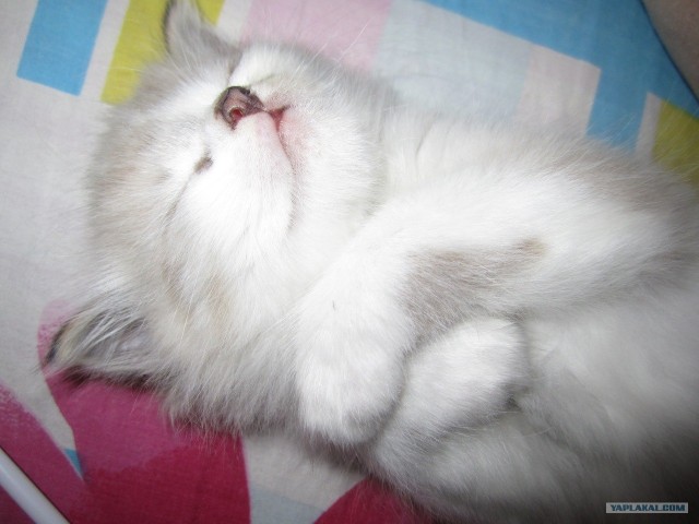Котовторник 22.11.11
