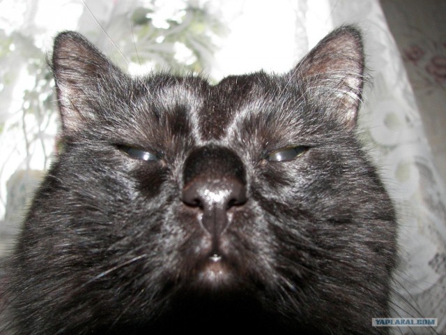 Котовторник (10.01.2012)