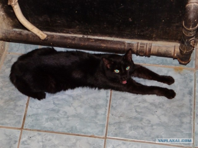 Котовторник (24. 01. 2012 )