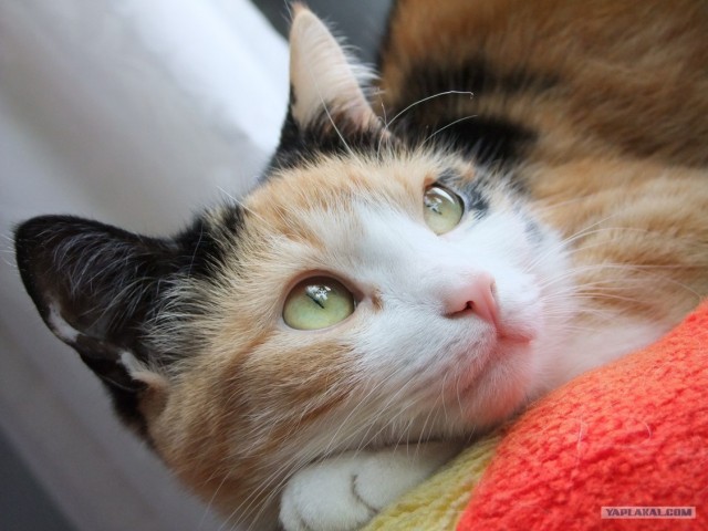 Котовторник (14.02.2012)