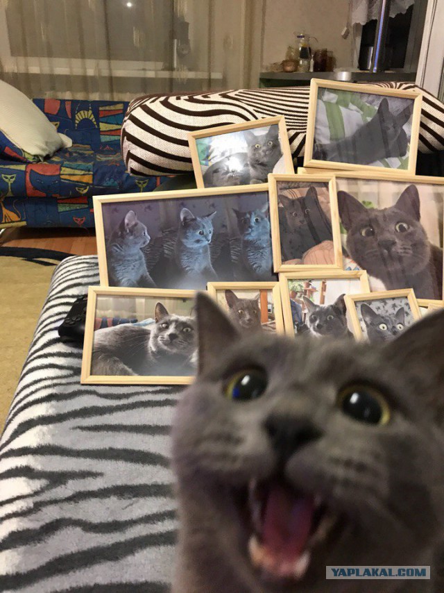 Котовторник 18.12.2018