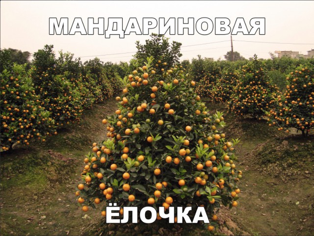 Прикольные картинки абавсём
