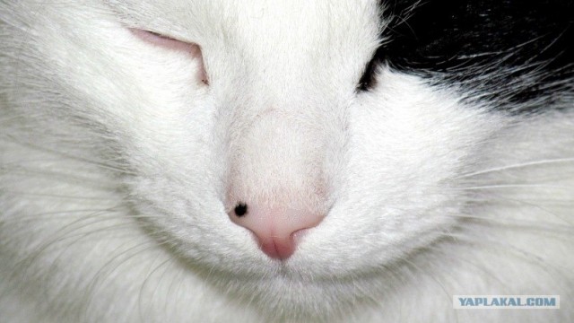 Котовторник 22.05.2012