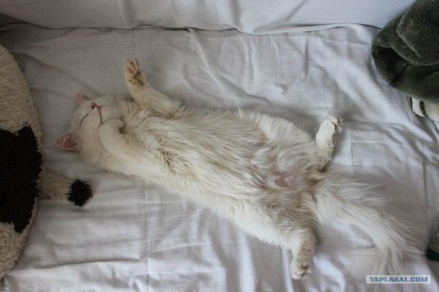 Котовторник 07.08.2012