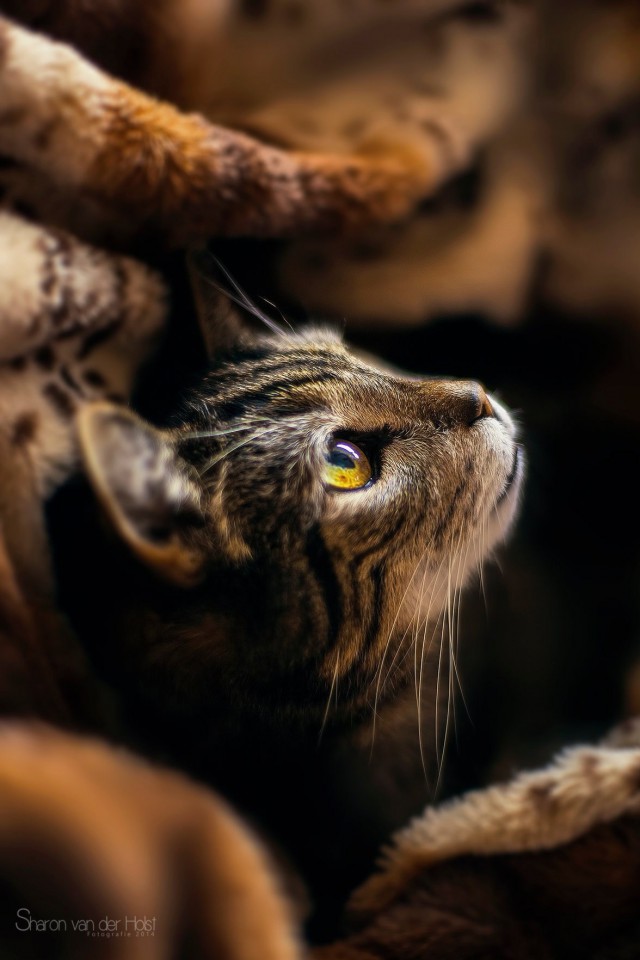 Прикольных котов пост