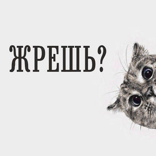 Забавные фото котеек