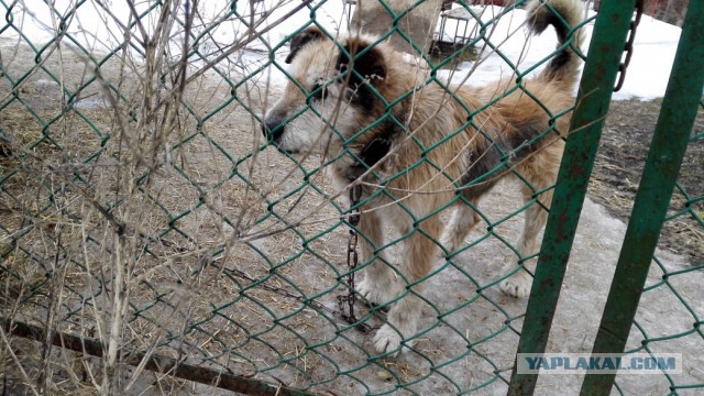 Ради спасения привязанной к рельсам собаки машинист остановил поезд у станции Антропшино