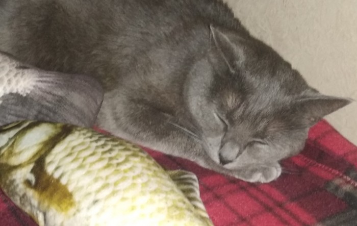 Что любят котики...