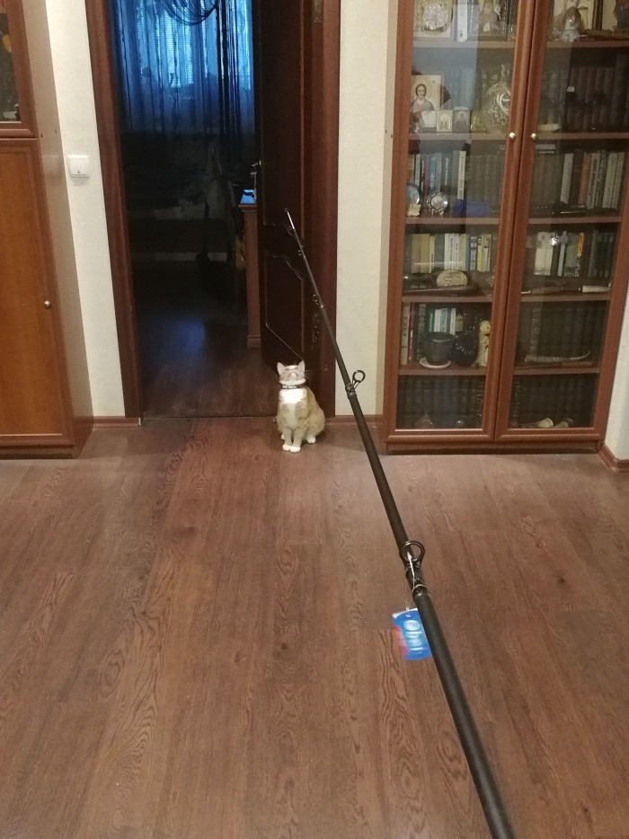 Котовторник 28.01.2020