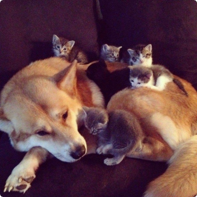 Уже не котовторник, но еще и не собакочетверг
