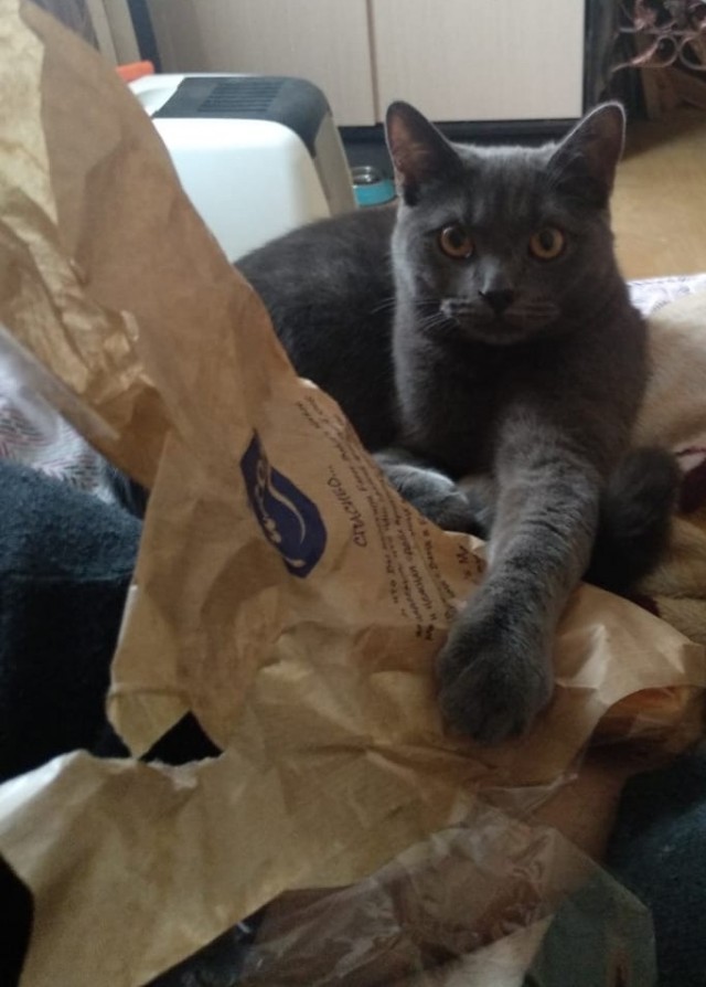 ̶К̶о̶р̶о̶н̶  Котовторник!