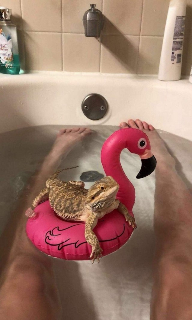 Эти забавные животные