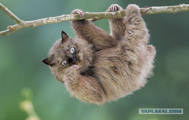 Кошачьи физиономии на разных животных