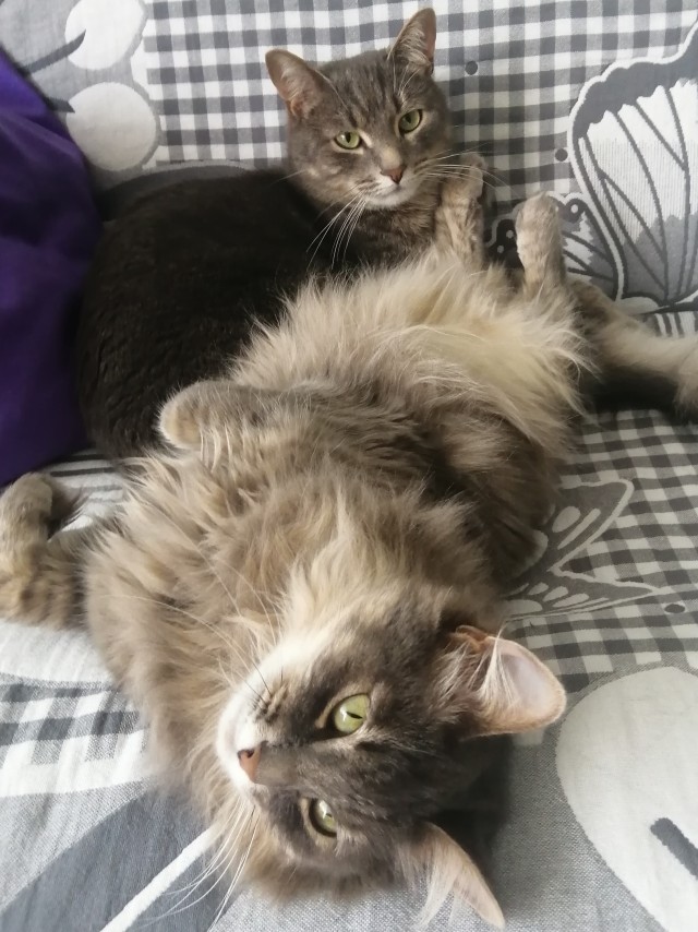 Котовторник 13.10.2020