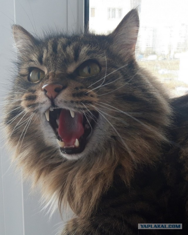 На утро котовтоника!