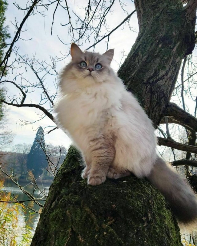 К - Котогеничность