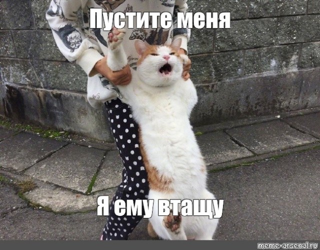 Котов Эрмитажа обложили налогом на наследство в 60%
